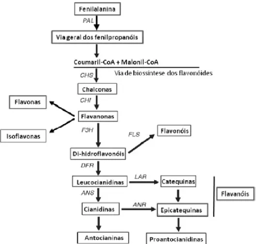 Figura 1.20 – Esquema representativo da via biossintética das classes de flavonóides  (Adaptado de Menezes et al., 2008 e Winkel-Shirley, 2002)