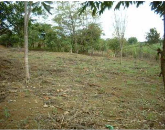 Figura 14 - Desmatamento na Área 28 do Parque Ecológico Ezechias Heringer, 2001. 