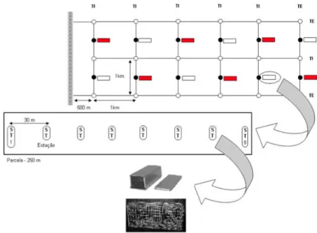 Figura  11  –  Desenho  ou  delineamento  amostral  Live  trap.  Os  retângulos  vermelhos  e  brancos  representam as parcelas