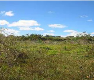 Figura 5: Fotografia de área de vegetação nativa de cerrado no Parque Sucupira. 