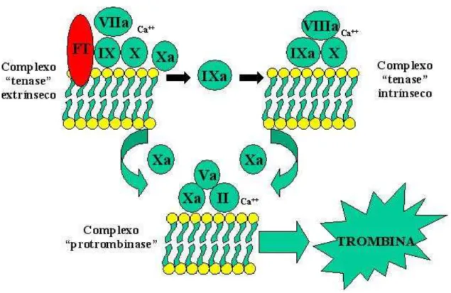 Figura 3. Representação esquemática dos complexos pró-coagulantes. O início da coagulação se faz mediante  ligação  do  fator  VIIa  ao  fator  tecidual  (FT),  com  subseqüente  ativação  dos  fatores  IX  e  X