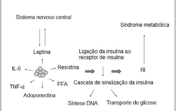 Figura 3 - Fisiopatologia da SM, adaptado de Lechleitner (2008). 