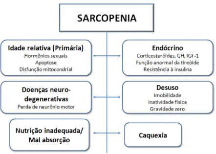 Figura 1: Causas de Sarcopenia  Autor: Adaptado de Cruz-Jentoft et al., 2010. 
