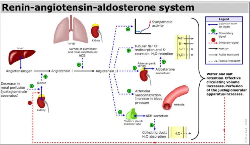 Figura 1. Esquema sistema renina angiotensina 