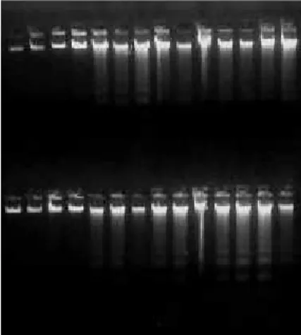 Figura  3.  Exemplo  de  fotografia  de  um  gel  de  agarose  (1%)  corado com brometo de etídeo e  submetido  à  eletroforese