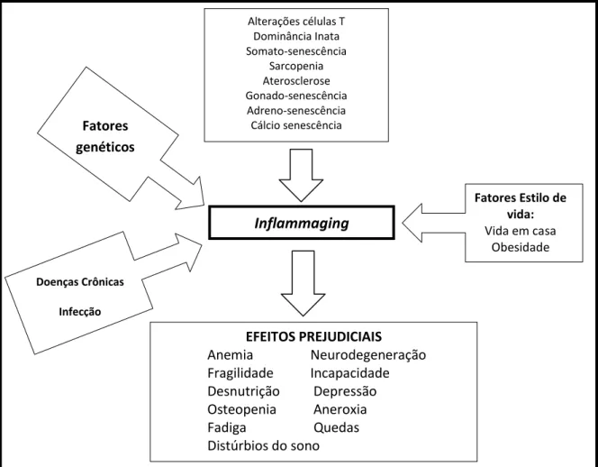 Figura 1 - Representação dos fatores de risco e efeitos deletérios sobre a saúde da instalação do  inflammaging  no  organismo  geronte
