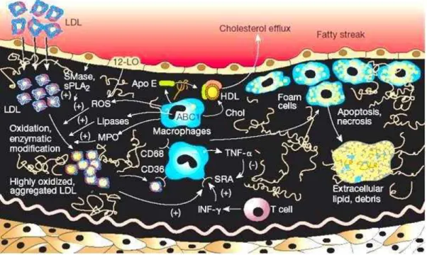 Figura  7:  Formação  de  células  espumosas.  LDL  intensamente  oxidada  (highly  oxidized  aggregated  LDL)  e  a  formação  de  células  xantomizadas  (Foam  cells)