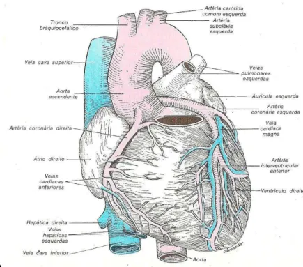 Figura  11.A:  Anatomia  da  aorta  ascendente  da  face  esternocostal  do  coração.  Foram  removidos  o  tronco  pulmonar e a valva pulmonar (HENRY GRAY, 1977)