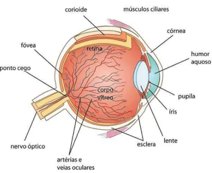 Figura 1 - Anatomia Óptica