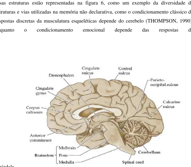 Figura 5: Corte Sagital do Cérebro. Adaptada de PURVES et al, 2004, p.19 . 