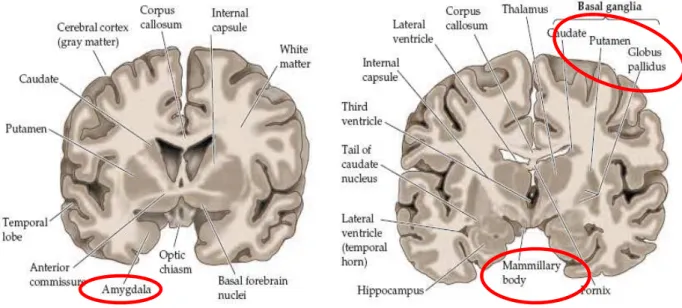 Figura 6: Corte Medial do Cérebro. Adaptada de PURVES et al, 2004, p.19. 