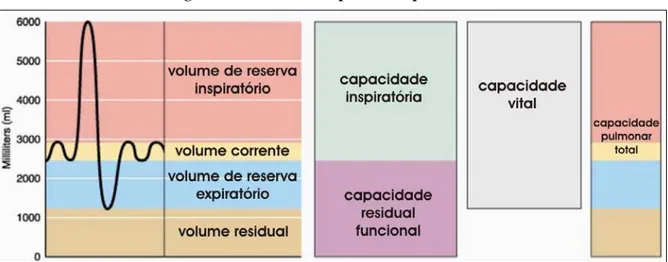 Figura 4 – Volumes e capacidades pulmonares. 