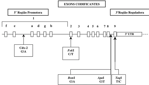 Figura  01.  Representação  esquemática  da  estrutura  de  Exons  e  Introns  do  gene  VDR  e  o  posicionamento dos polimorfismos estudados na presente investigação