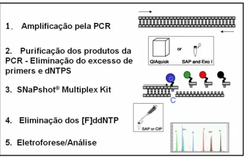 Figura  02.  Representação  esquemática  dos  passos  seguidos  desde  a  amplificação  pela PCR até a realização e análise da eletroforese