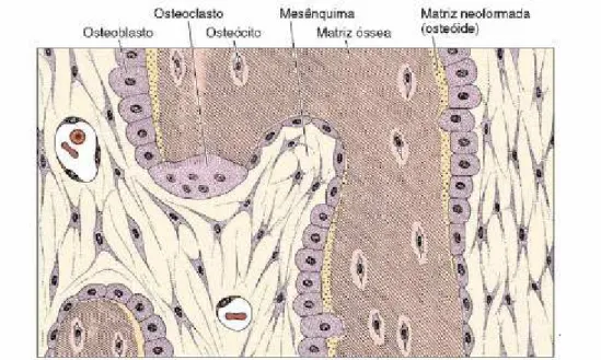 Figura 2 – Anatomia microscópica do tecido ósseo. 