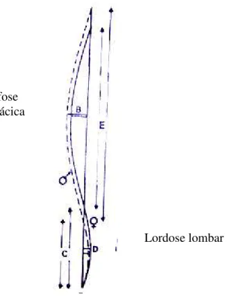 Figura 5 - Linhas tracejadas para obtenção da curvatura vertebral.  