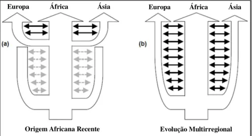Figura  01:  Modelos  da  evolução  humana.  (a)  Origem  Africana  Recente.  (b)  Evolução  Multirregional