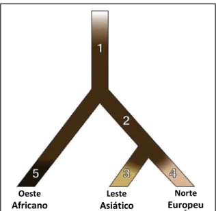 Figura  04:  Modelo  evolucionário  da  arquitetura  genética  da  pigmentação  humana  em  3  populações: 