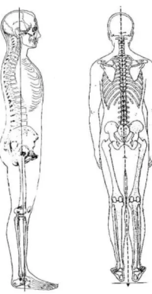 Figura : Representação da postura ideal descrita por Kendall, 1995. Fonte: Kendall, 1995