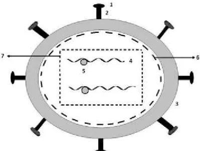 Figura  1.  Estrutura  física  do  HIV:  1.  gp120,  2.  gp41,  3.  bicamada  lipídica,  4