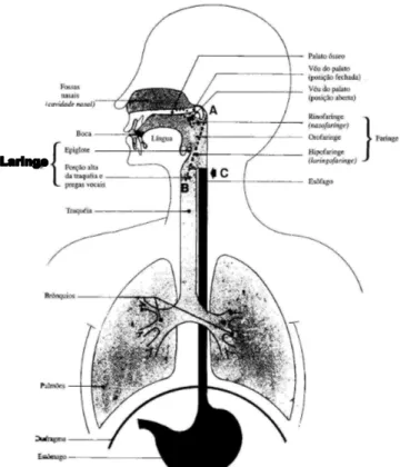 Figura 1. Vista de conjunto dos órgãos da voz e da fala 