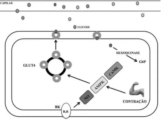 Figura 3: Esquema dos mecanismos envolvidos na translocação de GLUT4 e na  captação  de  glicose  durante  a  contração  muscular