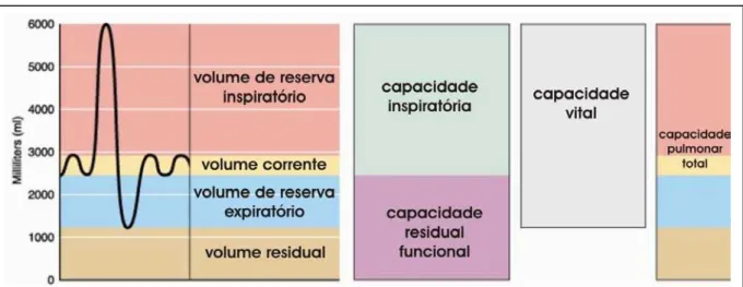 Figura 3 – Volumes e capacidades pulmonares. 