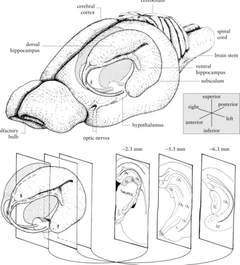 Figura 1.14- Diagrama do hipocampo de rato. Esquema do cérebro de rato, em que se evidencia a estrutura  tridimensional  do  hipocampo  e  as  estruturas  relacionadas