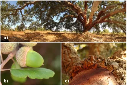 Figure 1.1 Cork oa k (a ), its fru it, the a corn (b) a nd deta il of its ba rk, the cork (c)