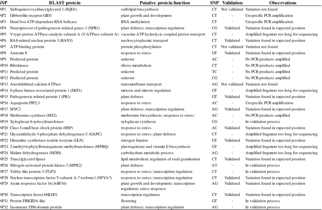 Table  2.2.  Single  Nucleotide  Polymorphisms  (SNPs)  subjected  to  the  validation  process,  their  BLAST  protein  result,  putative  protein  function,  SNP  alleles,  status  of  the  validation process and observations about the validation process