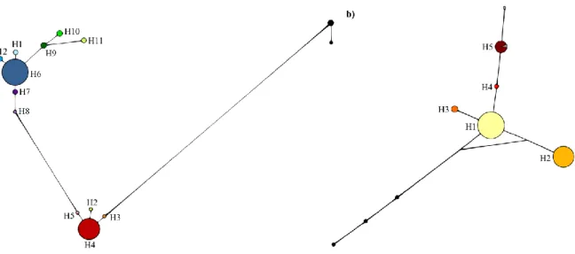 Figure  2.3.  Median  Joining  haplotype  networks  for  RAN3  (a)  and  PR1  (b)  fragments