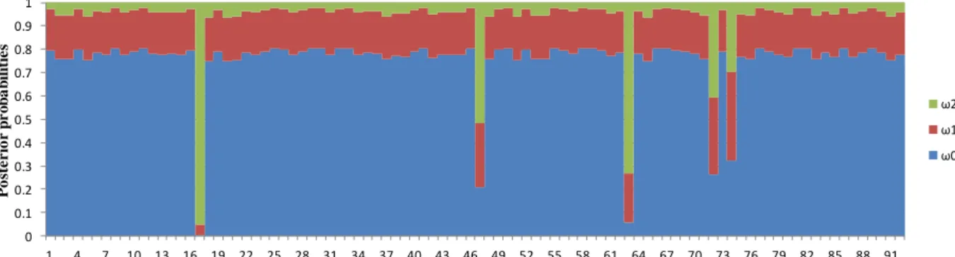 Figure 2.4. Posterior probability distribution of three classes of  ω (ω 0 , ω 1  and ω 2 ) across the transcribed HSP  fragment inferred from M2 model of PAML