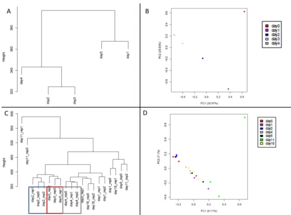 Figure  3.3.:  Unsupervised  clustering  analysis  of  pseudogenes.  (A)  Clustering  dendogram  of  mouse  samples