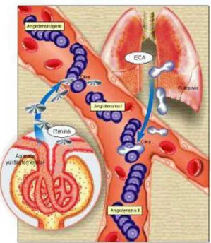 Figura 4. Ação da renina na conversão de angiotensinogênio hepático em angiotensina  I, e desta em angiotensina II pela enzima ECA dos pulmões