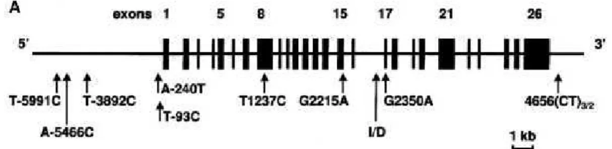 Figura 5. Representação esquemática do cromossomo 17 e localização do polimorfismo  I/D do gene da ECA no íntron 16