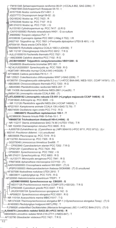 Figure 2. Example of the use of the proposed subset of strains representing the cyanobacterial ‘tree of life’