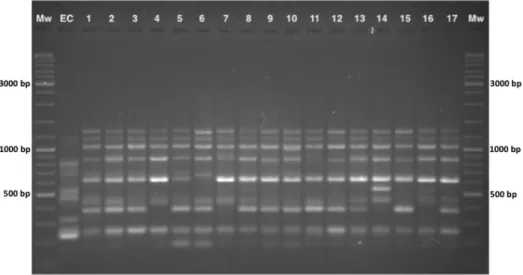 Figure 3.1: Agarose gel of the amplification products obtained with ISSR primer 849. Mw – molecular weight standard,  with the three most intense bands (3.000, 1.000, 500 bp) indicated; EC – external control (A