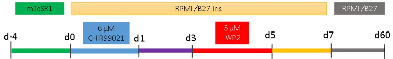 Figure 1: Scheme of the mediums used at the different stages of the cardiac differentiation 