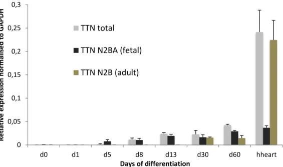 Figure  6:  Expression  of  all  the  TTN  transcripts  and  of  the  fetal  N2BA  isoforms  and  of  the  adult  N2B  isoforms  throughout cardiac differentiation and  in the adult human heart