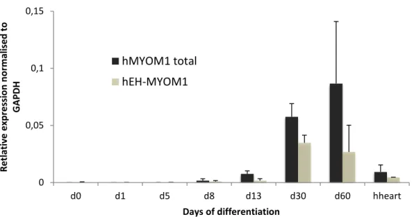 Figure 7 - Expression of all the MYOM1 transcripts and of the embryonic specific EH-MYOM1 isoform throughout  cardiac  differentiation  and  in  the  adult  human  heart