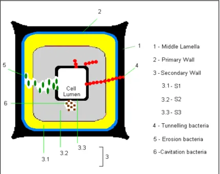 Figure  9  –  Diagram  of  the  Bacteria  attack  in  cells  f  the  wood.  (Adapted  from  JURGENS,  Joel  A.; 