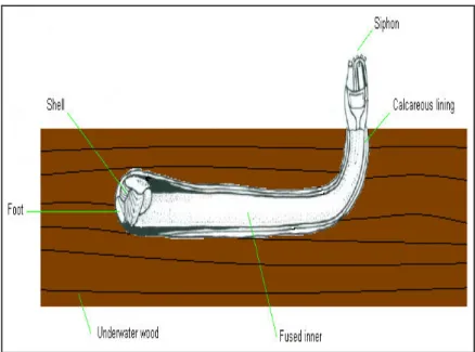 Figure 10 – Diagram of the Teredo sp. attack in underwater wood. 