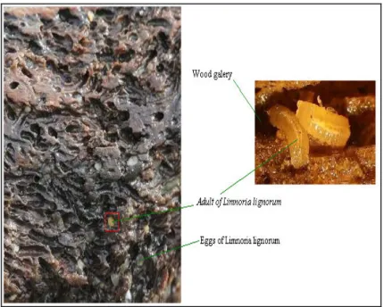 Figure  12–  Aspect  of  wood  attack  from  Limnoria  lignorum.  (Adapted  from  FENWIK,  David  –  Aphotomarine…)