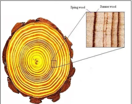 Figure 6 – Growth rings in pine wood. 