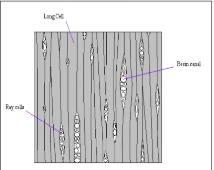Figure 7 – Long cells of the resinous plants. 