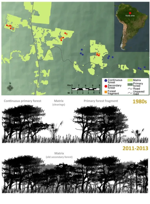 Figure  5.1  Map  indicating  the  location  of  the  Biological  Dynamics  of  Forest  Fragments  Project  (BDFFP)  in  the  Central Amazon, Brazil (inset) and the distribution of the sampling sites in continuous forest, forest fragments, and  secondary  