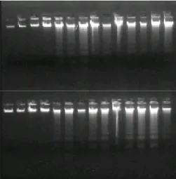 Figura 14: Quantificação do DNA 