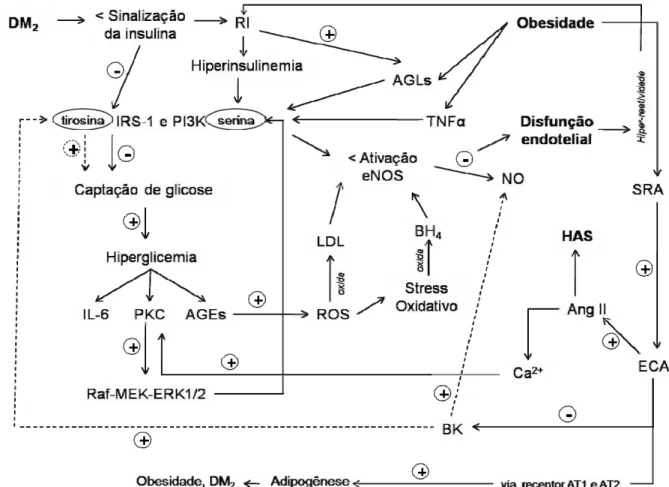 Figura 3 –  Interação entre diabetes mellitus tipo 2 (DM 2 ), disfunção endotelial, obesidade e  hipertensão arterial sistêmica (HAS)