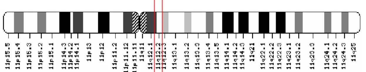 FIGURA  5:  Desenho  esquemático  destacando  que  o  CNTF  encontra-se  no  braço  longo  do  cromossomo 11 (11q12.2)