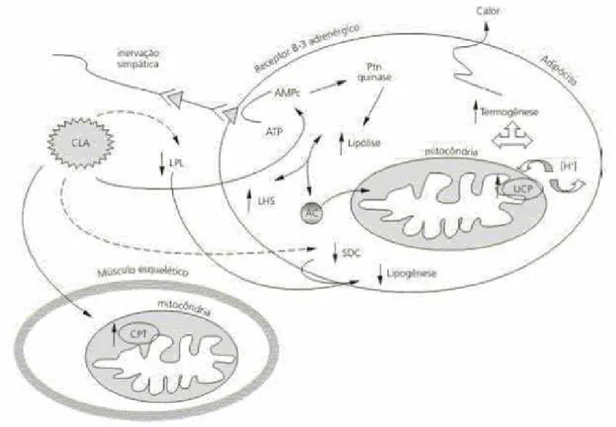 Figura 3 – Possíveis mecanismos de ação do ácido linoléico conjugado (CLA) relacionados à  composição corporal, em adipócitos e músculo esquelético